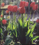 April Showers at Classic Exhibits 