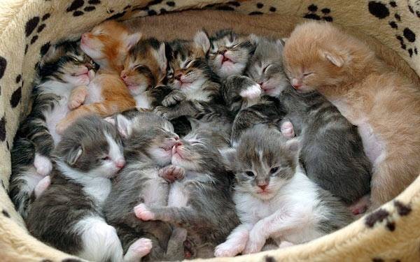 1364435280_5612_Kittens