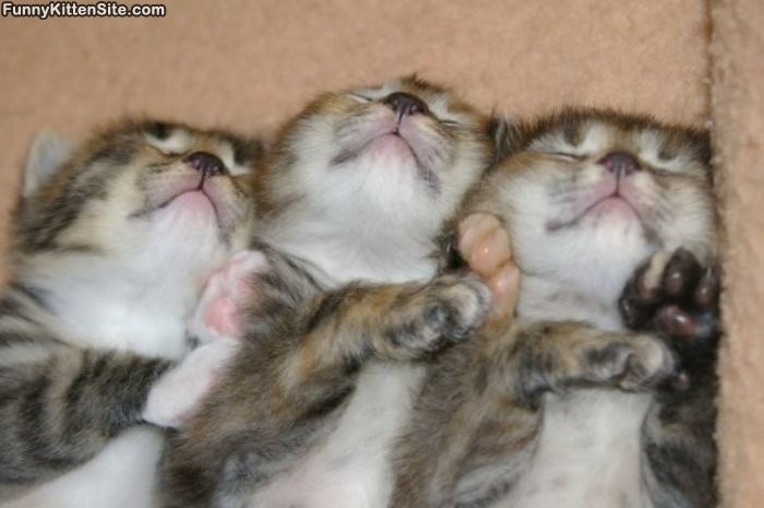 3_sleeping_kittens