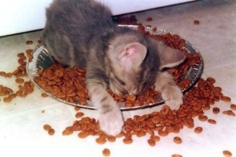 cat-in-food-bowl