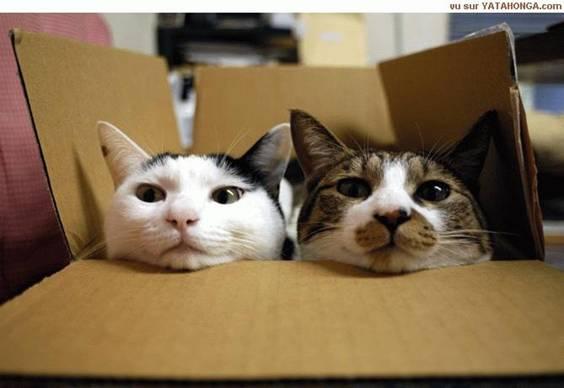 cat1