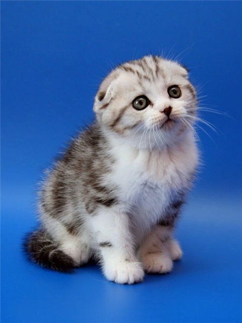 kittens_11