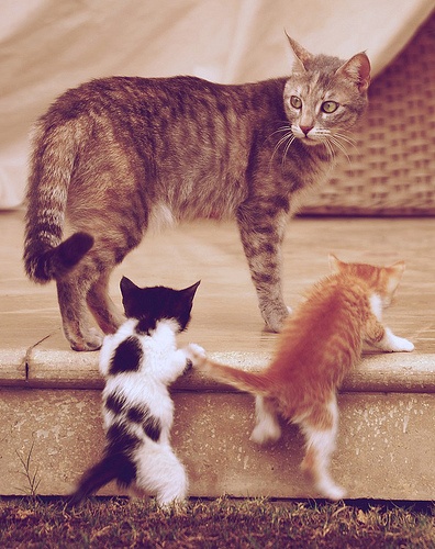 kittens_follow_mom_cat