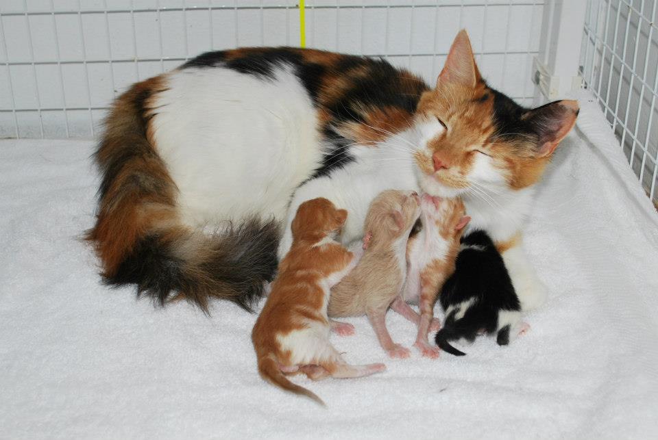 spice-kittens