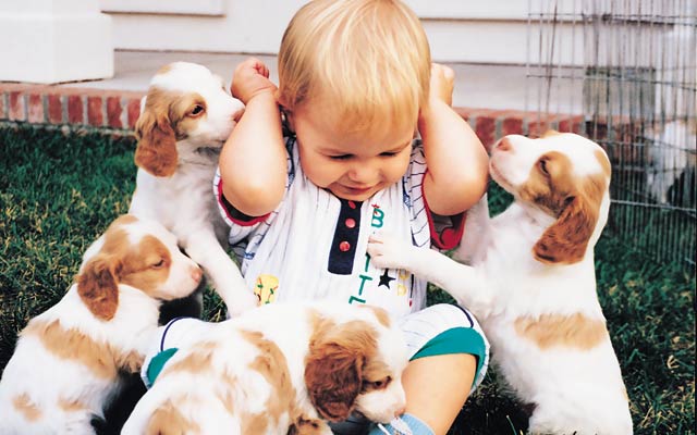 Funny Puppies with Kids