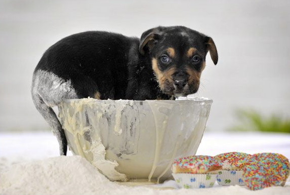 Puppy-licking-a-bowl-03