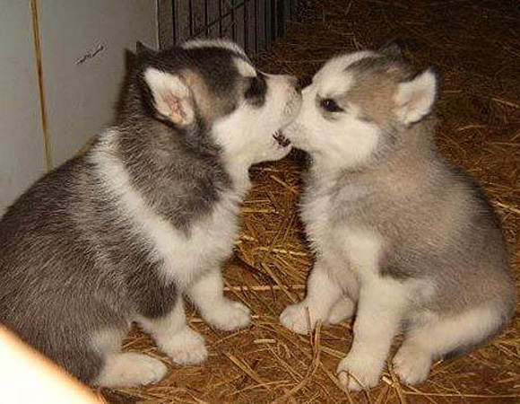 Two-Litte-Dog-l