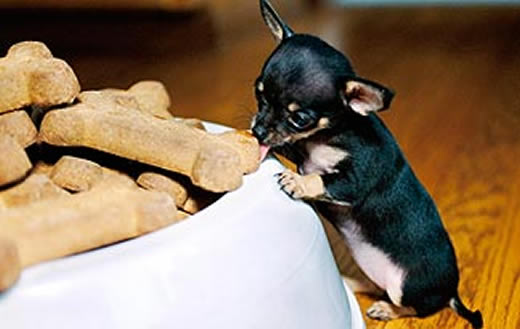 dog-treats