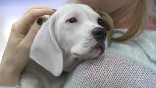 petting puppy_low