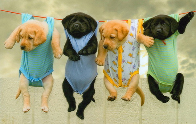 puppies-hangin