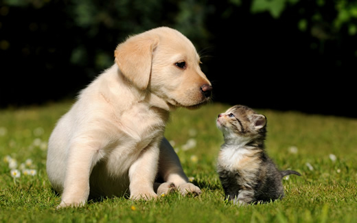 puppyandkitten_low