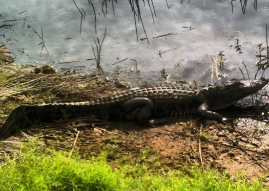 gator_low